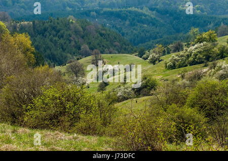 Foresta e vari alberi con nuove foglie e fiorisce in primavera in montagna plana, Bulgaria Foto Stock