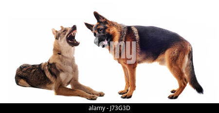 Pericolo di lupo animale protezione denti giacciono si trova sdraiato lips cane cani studio naso tedesco Foto Stock