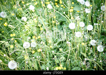 Un prato selvatico su una collina con diversi fiori, erbe e erbe con il cielo come sfondo. Foto Stock