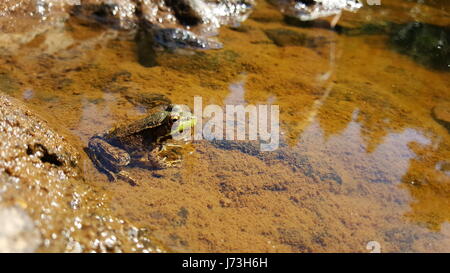 Rana in acqua ancora Foto Stock