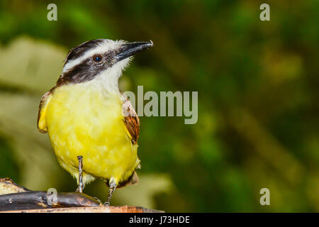 Una chiusura di un grande Kiskadee nella foresta pluviale in Costa Rica. Foto Stock