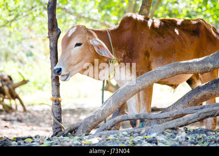 Un vitello giovane ripari dal sole caldo sotto alcuni alberi in Anuradhapura, Sri lanka Foto Stock