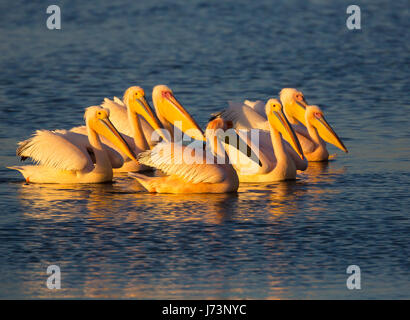 Pellicani sono un genere di grandi uccelli acquatici che compongono la famiglia Pelecanidae. Essi sono caratterizzati da un lungo becco e una grande sacca di gola. Foto Stock