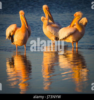 Pellicani sono un genere di grandi uccelli acquatici che compongono la famiglia Pelecanidae. Essi sono caratterizzati da un lungo becco e una grande sacca di gola. Foto Stock