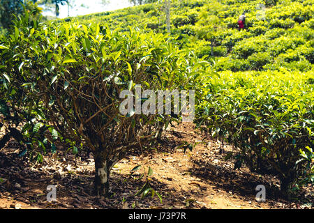 Le piantagioni di tè nelle highlands intorno Ella e Nuwara Eliya, Sri Lanka. I lavoratori delle piantagioni in background. Foto Stock