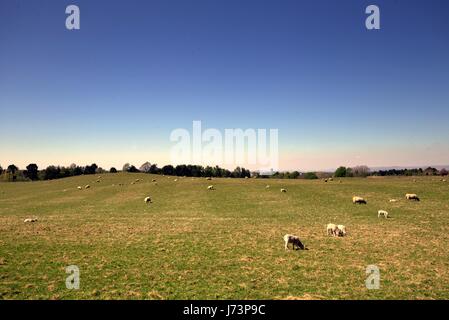 Chatelherault Country Park pecore nel paesaggio con cielo blu Foto Stock