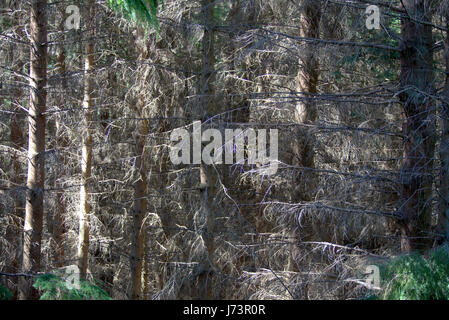 Chatelherault Country Park foresta densa trame sfondo Foto Stock