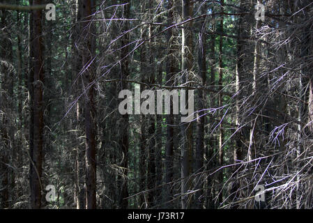 Chatelherault Country Park foresta densa trame sfondo Foto Stock