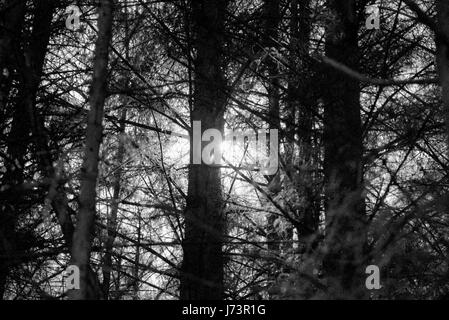 Chatelherault Country Park foresta densa trame sfondo Foto Stock