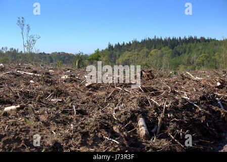 Chatelherault Country Park deforestazione taglio basso della foresta Foto Stock