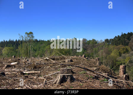 Chatelherault Country Park deforestazione taglio basso della foresta Foto Stock