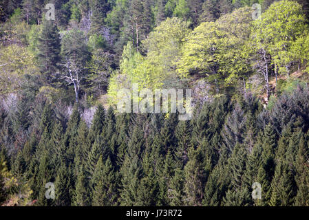 Chatelherault Country Park primavera paesaggio della foresta di alberi da bosco a lato del fiume Avon sgorbio Foto Stock