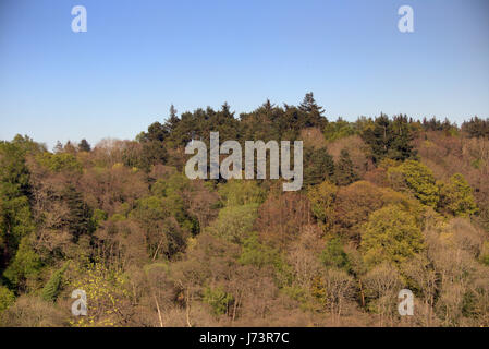 Chatelherault Country Park primavera paesaggio della foresta di alberi da bosco a lato del fiume Avon sgorbio Foto Stock