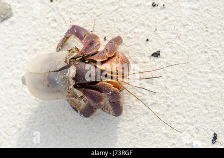 Il granchio eremita nascosto in un pezzo di plastica trasparente su una spiaggia Foto Stock