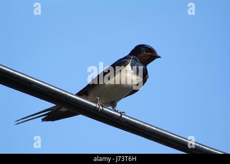 Gli uccelli e gli animali selvatici. Il Swallow alimenta il bambino uccelli nidificanti, in un box auto. Foto Stock
