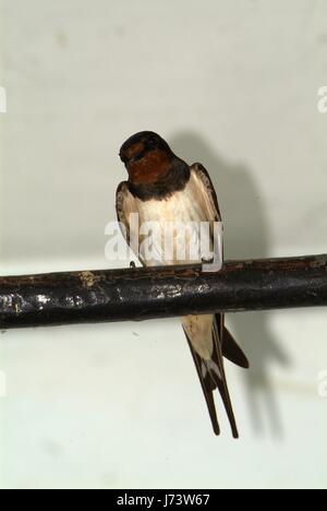 Gli uccelli e gli animali selvatici. Il Swallow alimenta il bambino uccelli nidificanti, in un box auto. Foto Stock