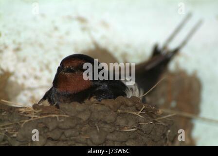 Gli uccelli e gli animali selvatici. Il Swallow alimenta il bambino uccelli nidificanti, in un box auto. Foto Stock