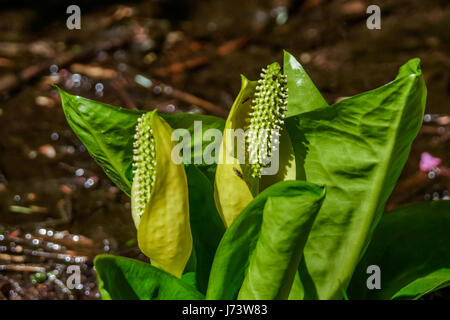 Di colore giallo brillante Skunk cavolo che crescono lungo il castoro lago Trail nel Parco di Stanley in Vancouver, BC Foto Stock