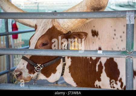 Phoenix, Arizona - una mucca longhorn a Maricopa County Fair. Foto Stock