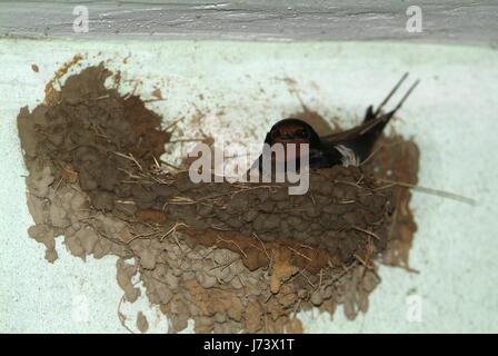 Gli uccelli e gli animali selvatici. Il Swallow alimenta il bambino uccelli nidificanti, in un box auto. Foto Stock