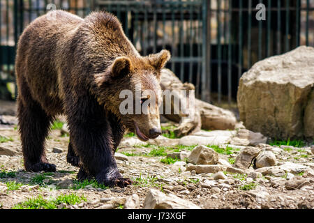 Curioso piccolo orso bruno nei Carpazi. Il centro di riabilitazione vicino lago Synevir in TransCarpathia, Ucraina. Foto Stock