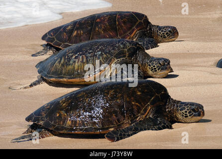 Tartarughe Marine verdi (Chelonia Mydas) appoggiato sulla spiaggia di Ho'okipa Beach Park, Para, Maui, Hawaii. Foto Stock