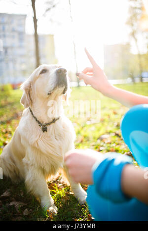 Ragazza del cane di formazione nel collare Foto Stock