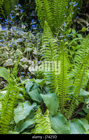 Matteuccia struthiopteris, struzzo felce, fiddlehead felce o Felce penna e Brunnera macrophylla 'Jack Frost " Impianti per la Shady parti del Foto Stock