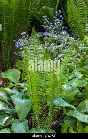 Matteuccia struthiopteris, struzzo felce, fiddlehead felce, Felce penna, Brunnera macrophylla 'Jack Frost " Impianti per l'ombra parti del giardino Foto Stock