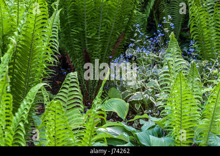 Matteuccia struthiopteris, struzzo felce, fiddlehead felce o Felce penna e Brunnera macrophylla 'Jack Frost " Impianti per la Shady parti del Foto Stock