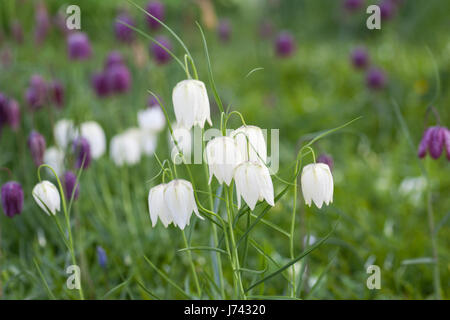 Primo piano di Fritillaria Meleagris Alba - testa di serpente fritillario fiorito in un giardino inglese nel mese di aprile tra le Fritillarie viola, Inghilterra, Regno Unito Foto Stock