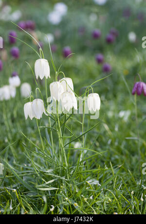 Fritillaria meleagris, capo del serpente fritillary fiorire in un giardino inglese in aprile, Inghilterra, Regno Unito Foto Stock