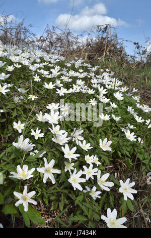 Legno - Anemone Anemone nemorosa , Foto Stock