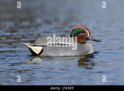 Alzavola - Anas crecca - maschio Foto Stock