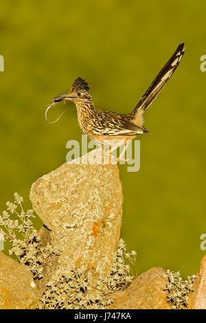 Maggiore Roadrunner Geococcyx californianus Amado, Santa Cruz County, Arizona, Stati Uniti 20 Maggio adulto con Tiger Whiptail (Aspedocelis tigri). Foto Stock