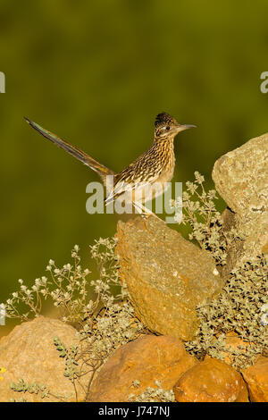 Maggiore Roadrunner Geococcyx californianus Amado, Santa Cruz County, Arizona, Stati Uniti 20 Maggio adulto Cuculidi Foto Stock