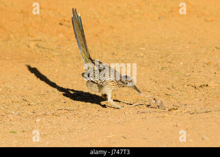 Maggiore Roadrunner Geococcyx californianus Amado, Santa Cruz County, Arizona, Stati Uniti 20 può combattere adulti Western Diamondback Rattlesnake Foto Stock