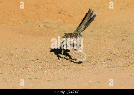 Maggiore Roadrunner Geococcyx californianus Amado, Santa Cruz County, Arizona, Stati Uniti 20 può combattere adulti Western Diamondback Rattlesnake Foto Stock