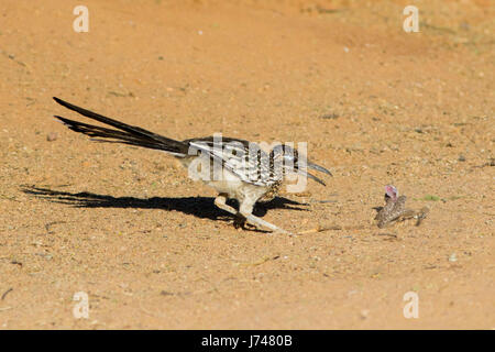 Maggiore Roadrunner Geococcyx californianus Amado, Santa Cruz County, Arizona, Stati Uniti 20 può combattere adulti Western Diamondback Rattlesnake Foto Stock