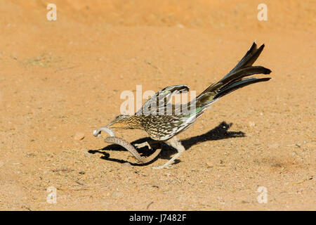 Maggiore Roadrunner Geococcyx californianus Amado, Santa Cruz County, Arizona, Stati Uniti 20 può combattere adulti Western Diamondback Rattlesnake Foto Stock