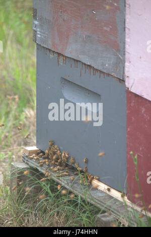 Le api raccolte all'entrata di un azzurro sbiadito bee box. Quattro bee scatole impilate insieme in rosso, bianco e grigio/blu. Foto Stock