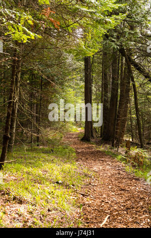 Percorso attraverso gli alberi di cedro; le creste santuario, baileys Harbour, Wisconsin. Foto Stock