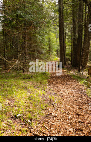 Percorso attraverso gli alberi di cedro; le creste santuario, baileys Harbour, Wisconsin. Foto Stock