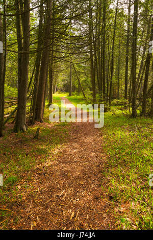 Un sentiero conduce attraverso il bosco di creste santuario nei pressi di baileys Harbour, Door County, Wisconsin. Foto Stock