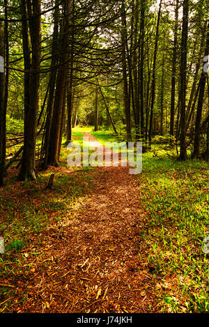 Un sentiero conduce attraverso il bosco di creste santuario nei pressi di baileys Harbour, Door County, Wisconsin. Foto Stock