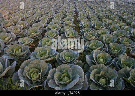 Cavoli verdi in un campo in Savar. Dacca in Bangladesh Foto Stock