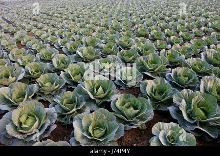 Cavoli verdi in un campo in Savar. Dacca in Bangladesh Foto Stock