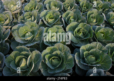 Cavoli verdi in un campo in Savar. Dacca in Bangladesh Foto Stock