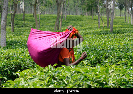 Femmina di foglie di tè plucker lavora presso il giardino del te'. Srimangal, Moulvibazar, Bangladesh. Foto Stock