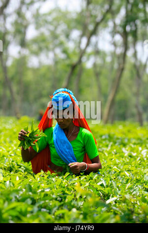 Femmina di foglie di tè plucker lavora presso il giardino del te'. Srimangal, Moulvibazar, Bangladesh. Foto Stock